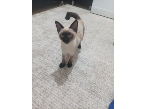 3 aylık dişi siyam kedisi