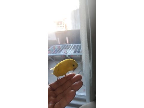 Muhabbet kuşu kafesiyle birlikte