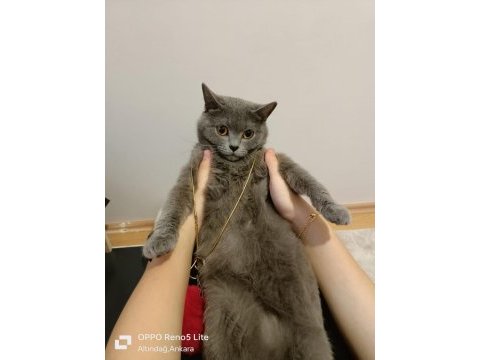 15 aylık british shorthair
