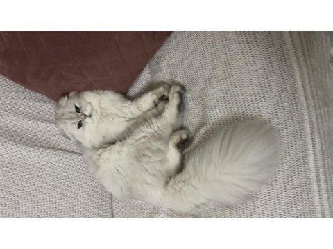Scottish fold longhair