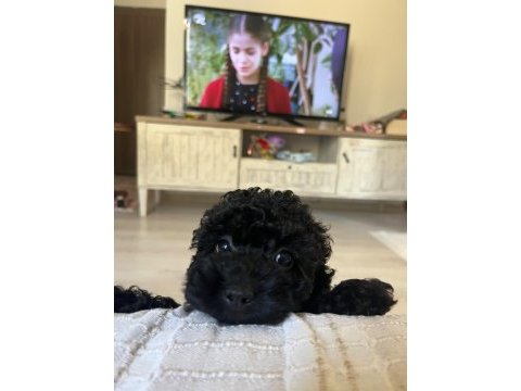 2 aylık siyah poodle