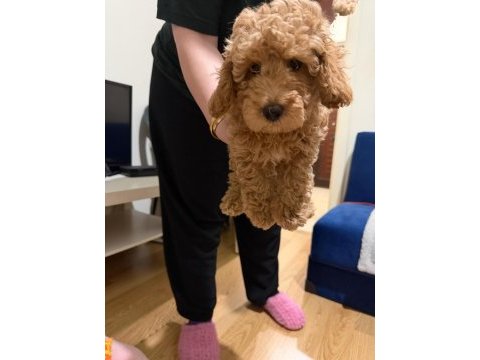 Son erkek poodle yavrum