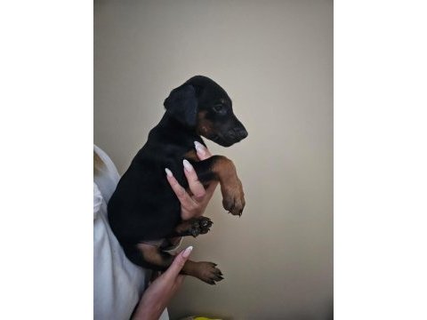 Doberman yavru
