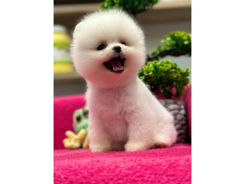 Teddy bear pomeranian
