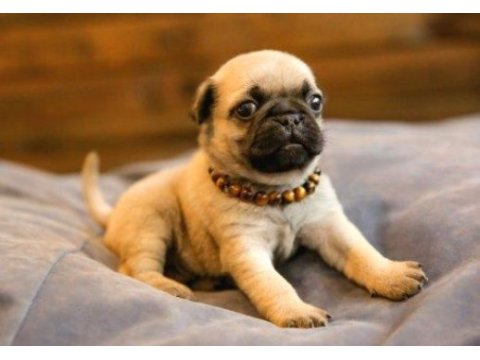 Irk ve sağlık garantili pug