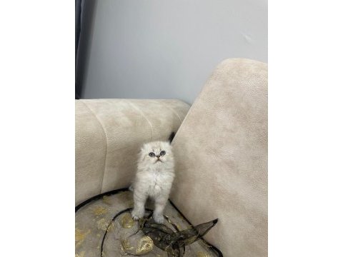 Show kalite british shorthair yavrular