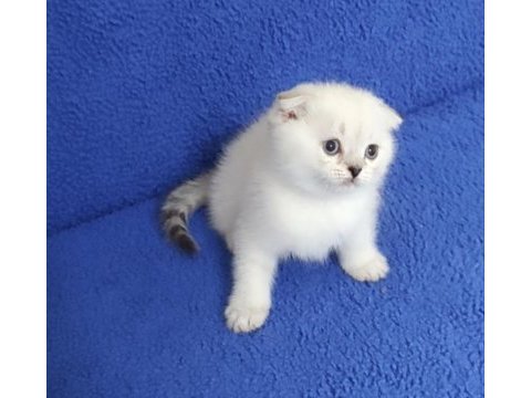 Teslime hazır mükemmel bir scottish fold