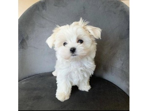 Safkan anne babadan mini maltese yavrular