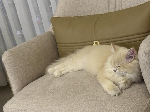 Dünyanın 8. harikası kedimiz