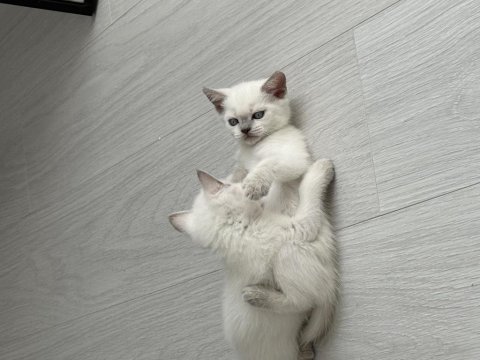 British shorthair 55 günlük kediler