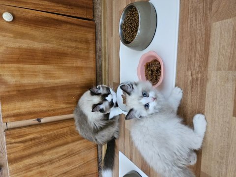 Dünyalar güzeli ragdoll bicolor seal yavrular
