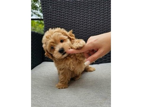Kore maltipoo köpeklerimiz