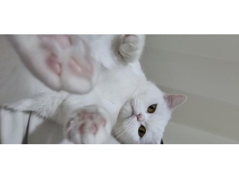 Çok uyumlu bir british shorthair kız