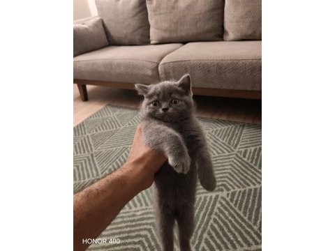 Chinchilla yavru kedimiz