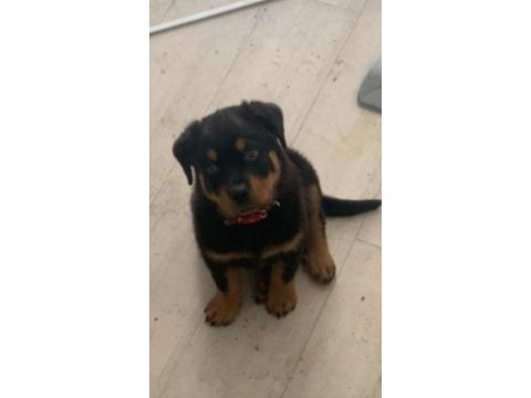 4 aylık erkek rottweiler