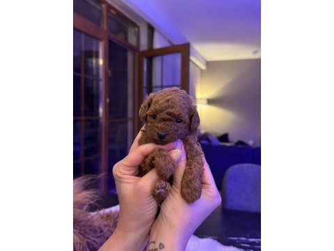 Garantili tea cup poodle yavrular 