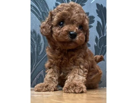 Red toy poodle