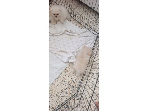 Pomeranian boo erkek ve dişi yavrularımız