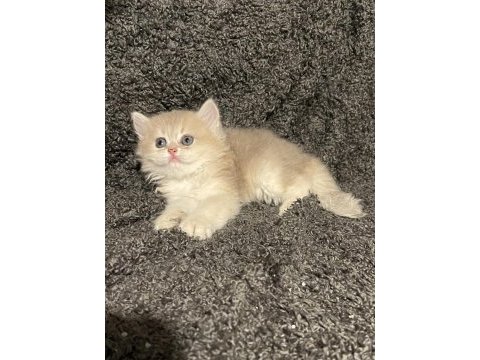 Anne baba şecereli safkan british longhair ay12 erkek