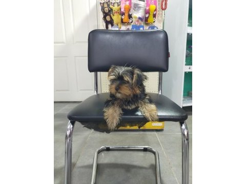 3.5 aylık dişi yorkshire terrier