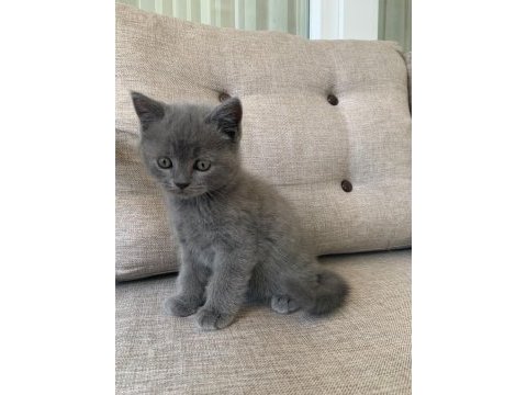 Kedi erkek british shorthair