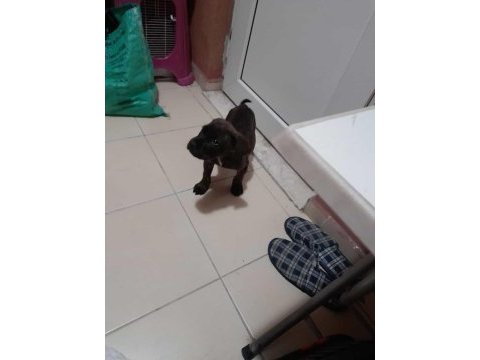 Sahiplendirilecek cane corso ısparta içi