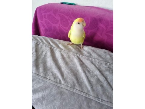Sevda papağanı erkek