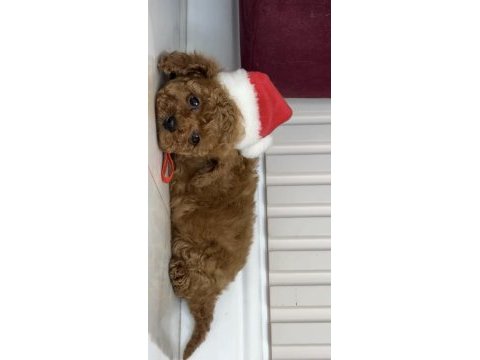 Gerçek kore teacup toy poodle