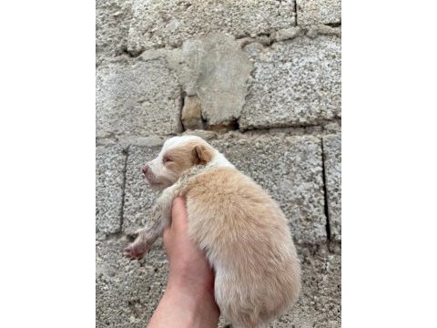 İki haftaya teslime hazır border collie yavrular