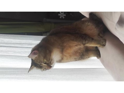 Ücretsiz british shorthair 1,5 yaşında