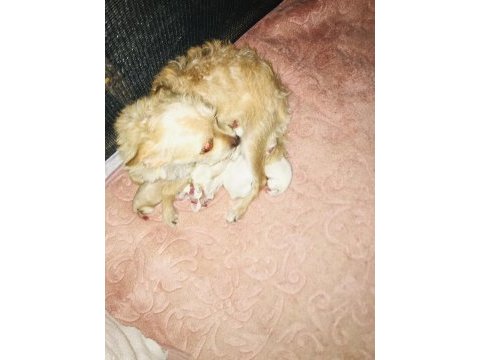 Yeni chihuahua bebekler doğdu 4 beyaz 1 sarı