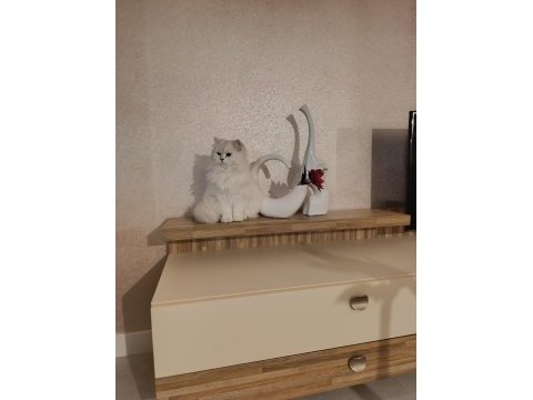British longhair ny1133
