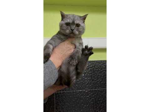 British shorthair 4 aylık erkek