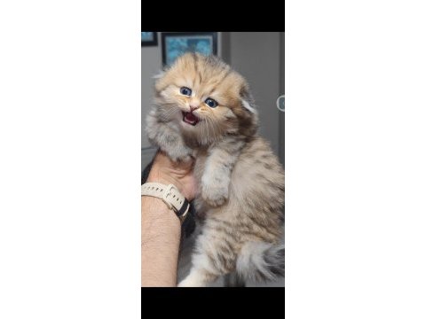 Scottish fold kedisi