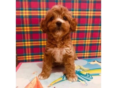 Orjinal red maltipoo bebeğimiz