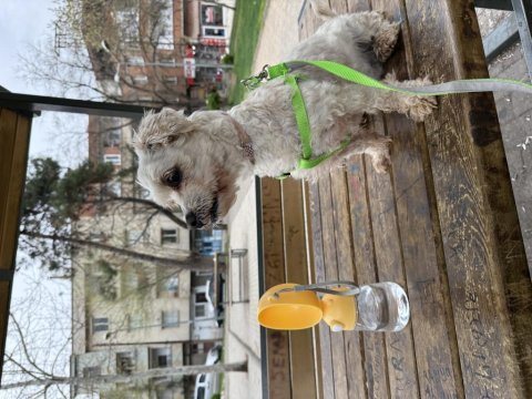 Dişi 1,5 yaş civarı takip şartıyla maltipoo
