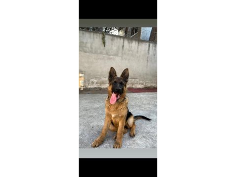 Sevgine zamanına emeğine değecek yavru alman kurdu