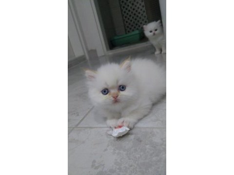 İran kedisi 2 aylık acil