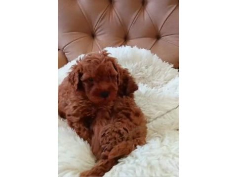 Toy poodle yavrularımız ruhsatlı çiftliğimizden