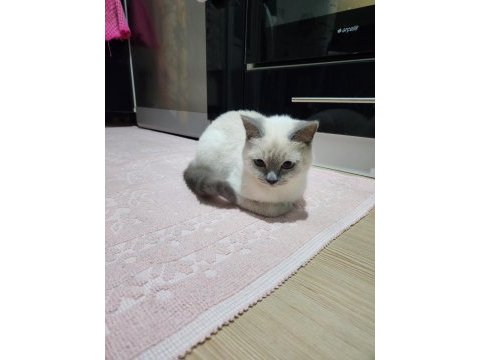 6-7 aylık british shorthair