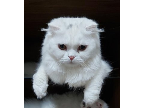 Scottish fold longhair sahiplendirilecek (konya içi)