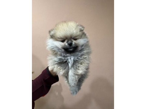 Show kalite tea cup pomeranian boo yavrular