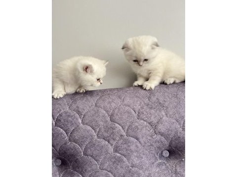 Saf kan scottish fold