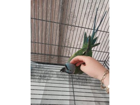 Derbiyan 4 yaşında sahiplendirilecektir