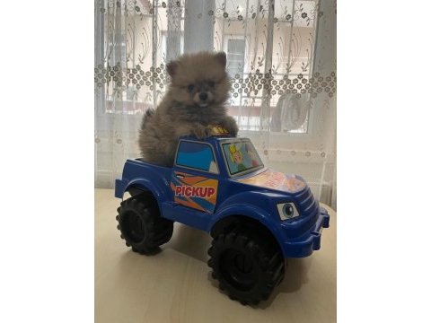 Pomerian boo dişi yavrumuz yeni yılda mutluluk
