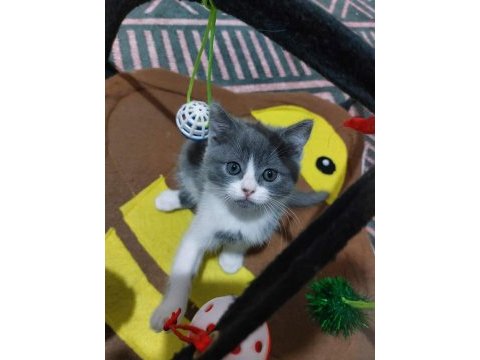 Siyah gri golden british shorthair yavrularımız