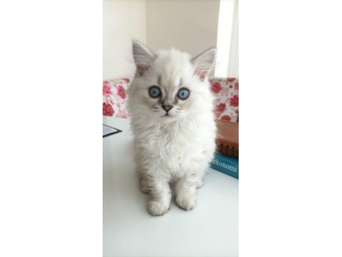 British longhair 2 aylık