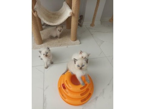 Bluepoint british shorthair yavruları a kalite