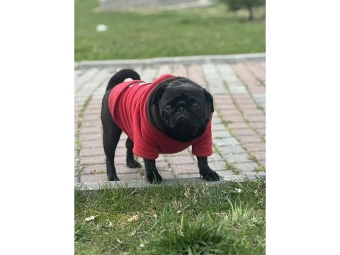 3 yaşında dişi orjinal pug mops