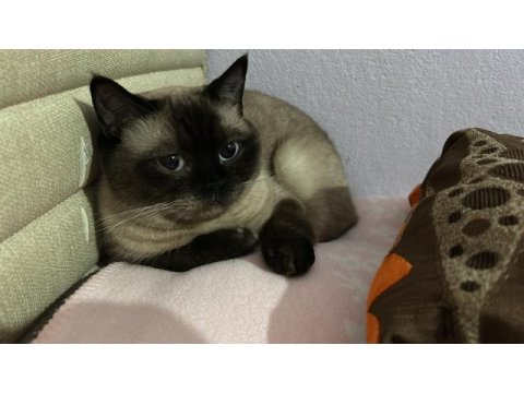 2 yaşında blue point kedimiz ücretsiz